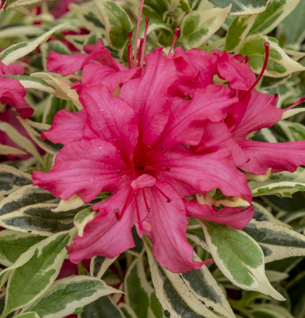 [RHBOLLY] Rhododendron 'Bollywood'