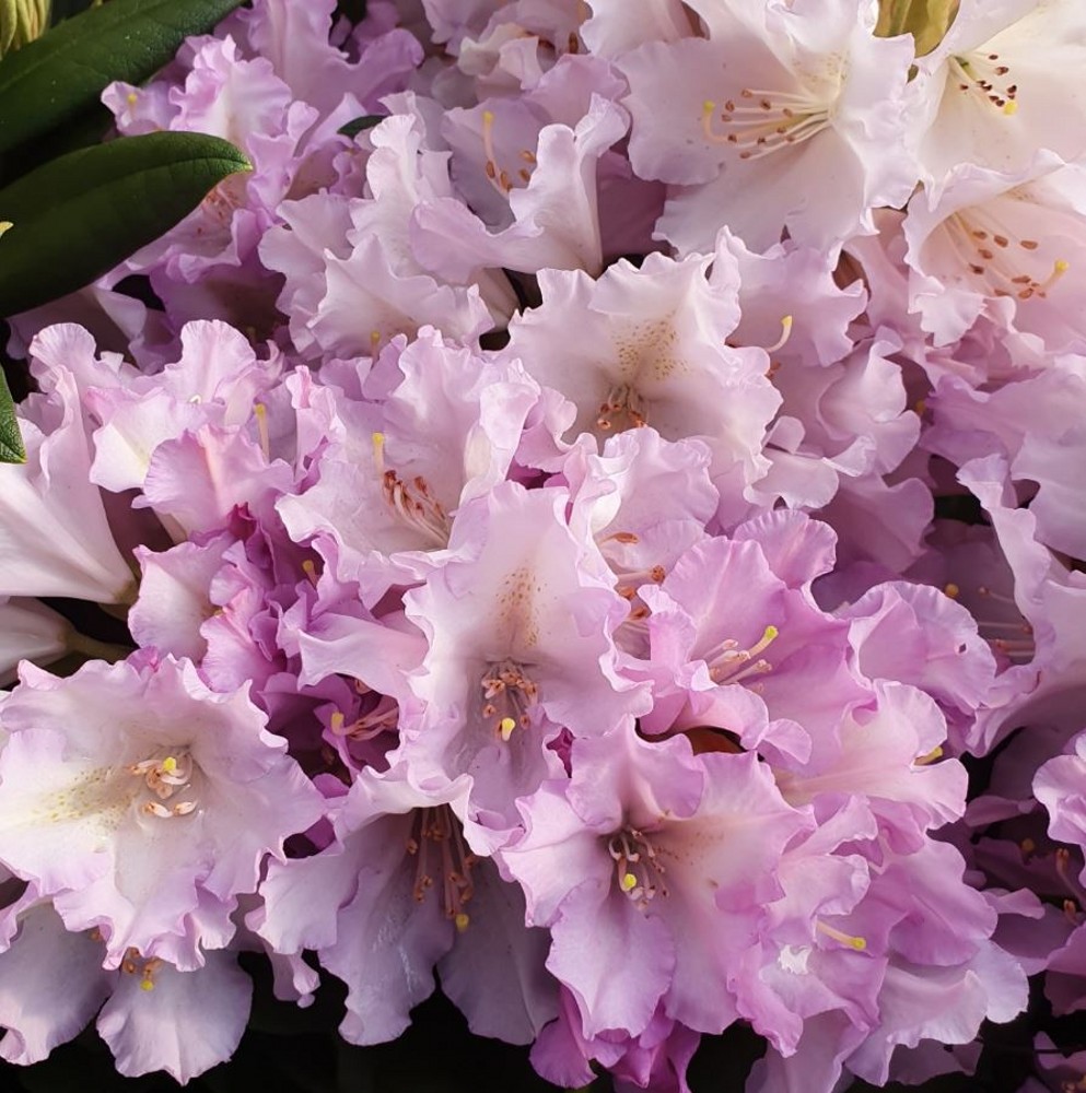 [RHCALLB] Rhododendron (Y) 'Caroline Allbrook' (30/40cm, pot 5L)