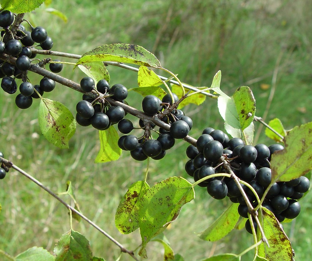 [RHCATHA] Rhamnus cathartica (—, pot 2L)