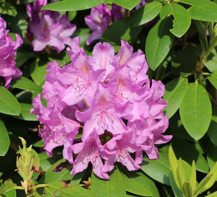 [RHCBOUR] Rhododendron 'Catawb. Boursault' (pot 5l 40/50cm)