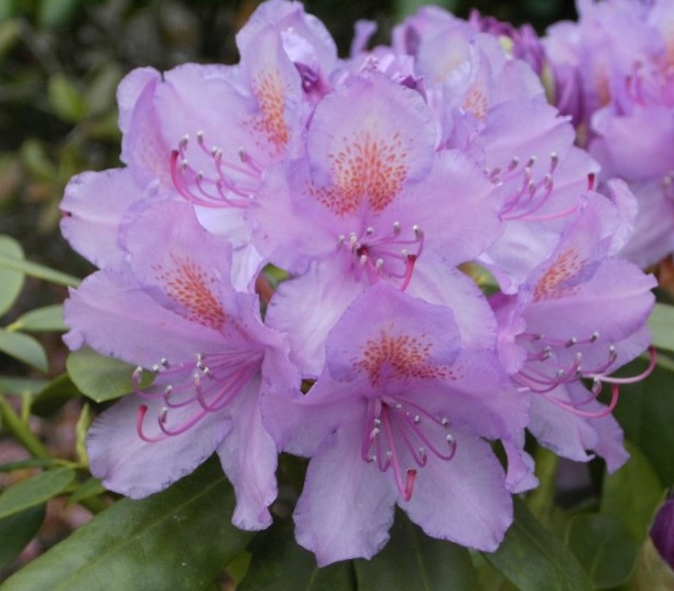 [RHCGRAN] Rhododendron 'Catawb. Grandiflorum' (—, —, pot 5l 40/50cm)