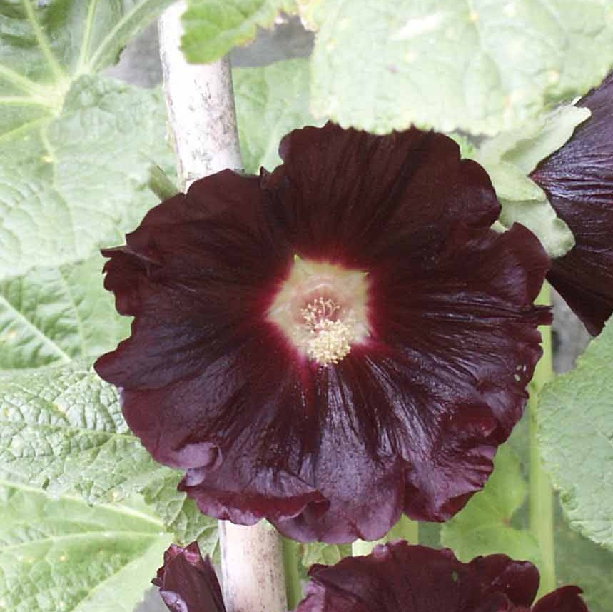 [ALRNIGR] Alcea rosea 'Nigra' (pot   9cm)
