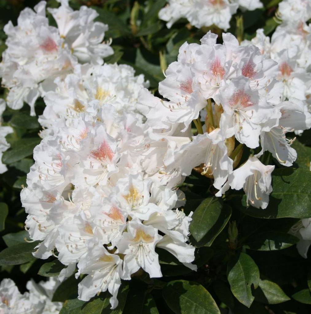 [RHCWHIT] Rhododendron 'Cunningham's White' (—, 40/50cm, pot 5L)