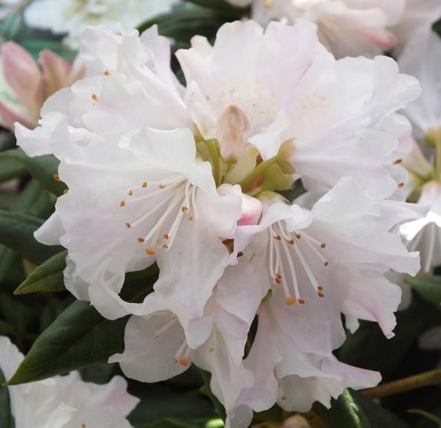 [RHDDAMA] RHODODENDRON NAIN (20/30cm, pot 3L)