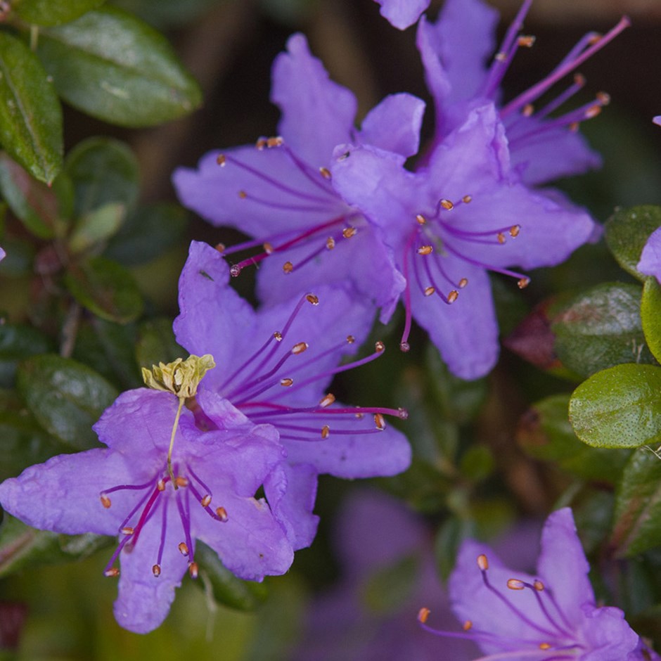 [RHDIMPE] RHODODENDRON NAIN (pot 3L)