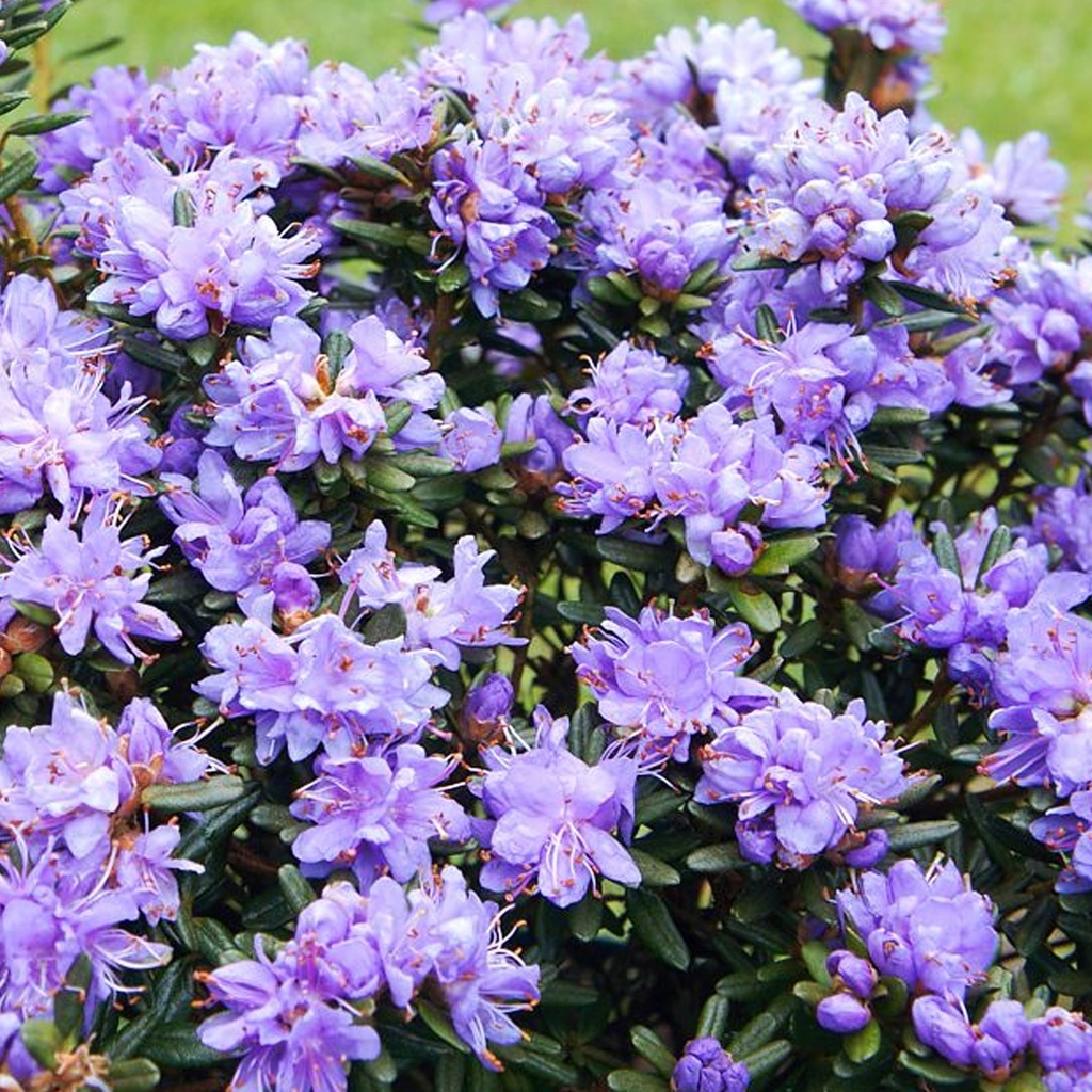 [RHDISEL] Dwergrhodo 'Impeditum select' (20/30cm, pot   3L)