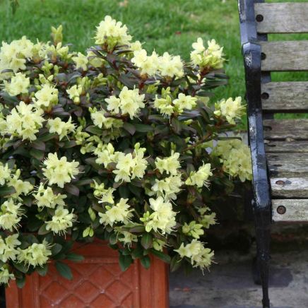 [RHDPANN] RHODODENDRON NAIN (30/40cm, pot 5L)