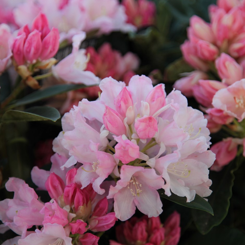 [RHDREAM] Rhododendron (Y) 'Dreamland' (GD) (25/30cm, pot   5L)