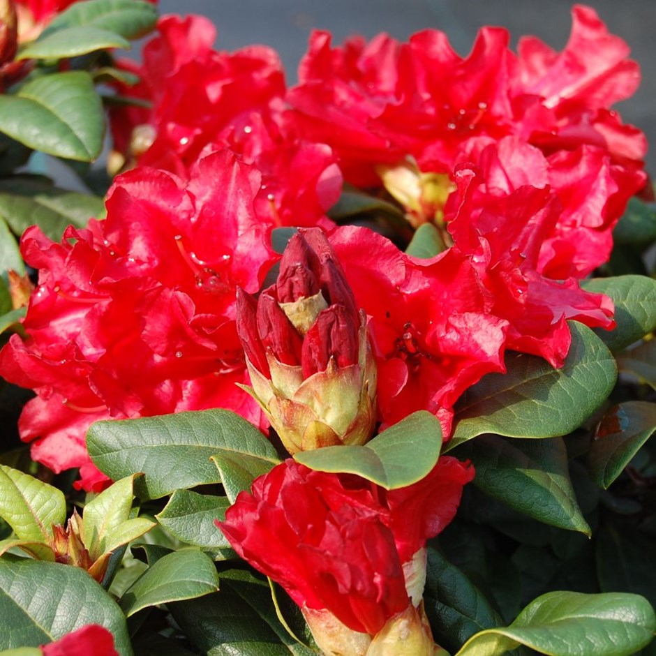 [RHDSWON] RHODODENDRON NAIN (25/30cm, pot 3L)