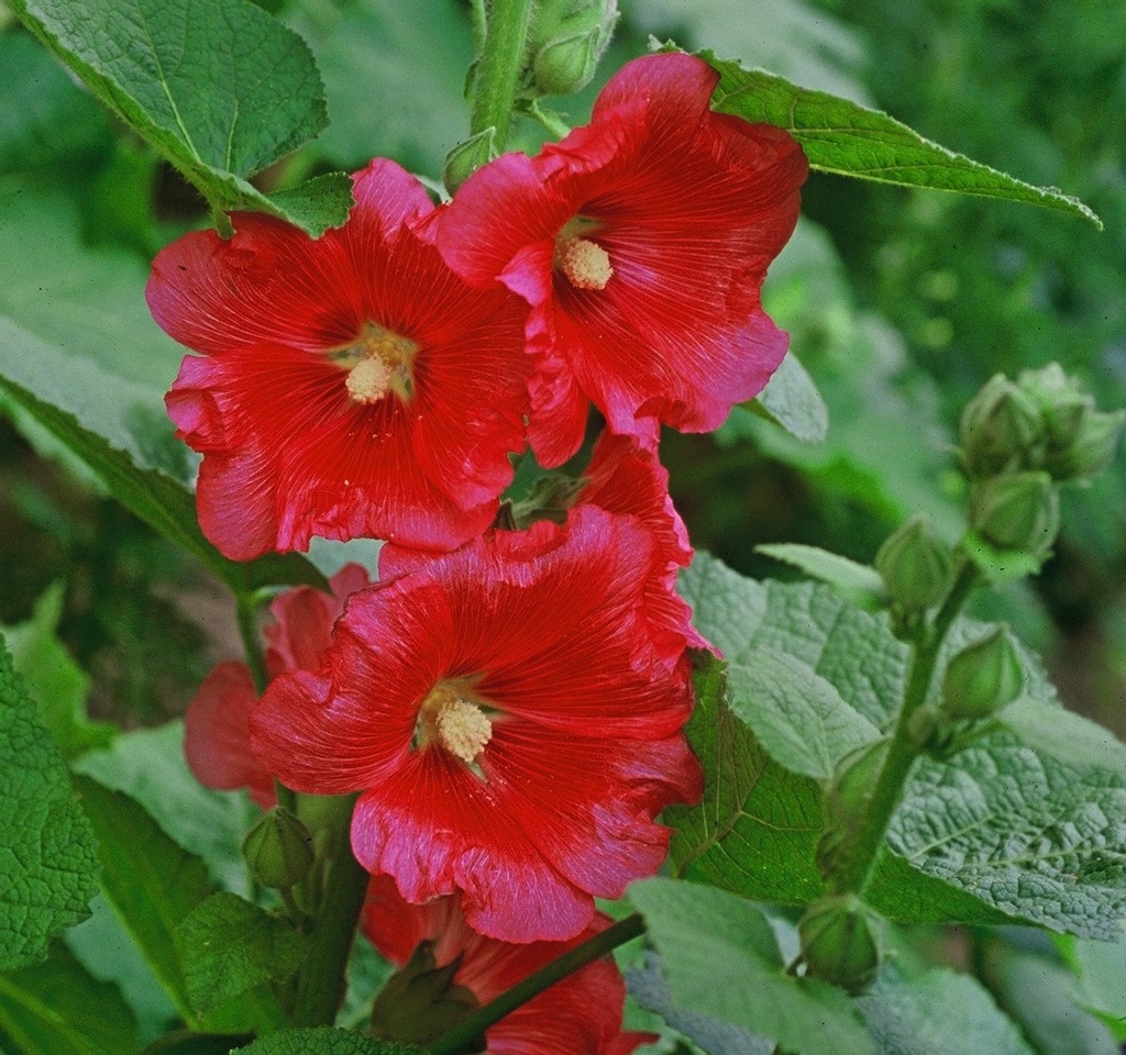 [ALRROOD] Alcea rosea 'Charters Rot' (pot   9cm)