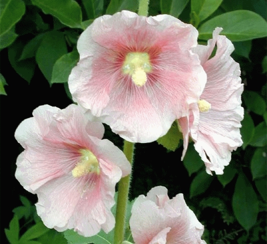 [ALRROSE] Alcea rosea 'Charters Rosa' (pot   9cm)