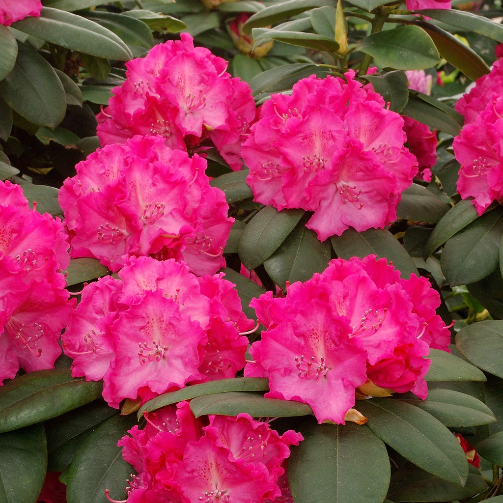 [RHGERMA] Rhododendron 'Germania' (—, 30/40cm, pot   5L)