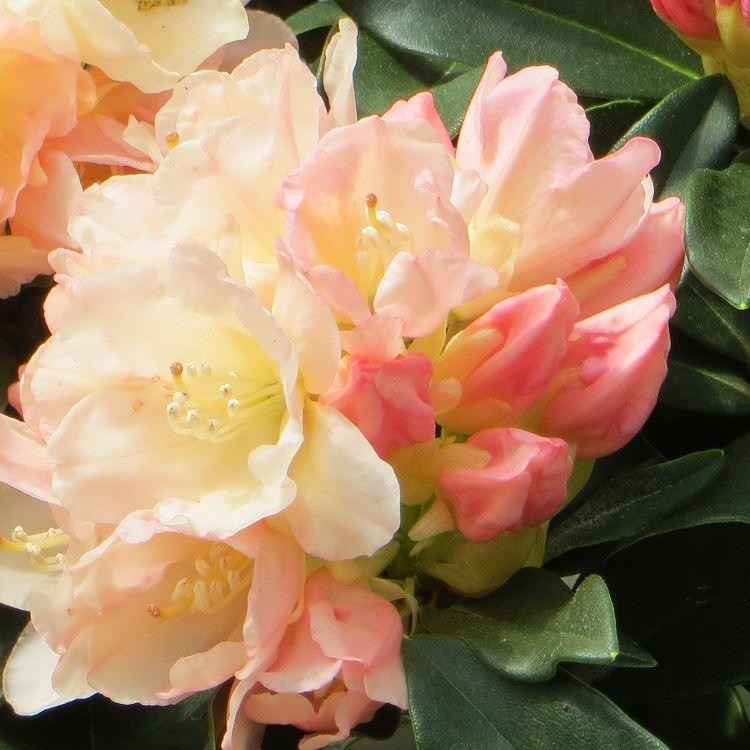 [RHGTORC] Rhododendron (Y) 'Golden Torch' (—, pot  20L)