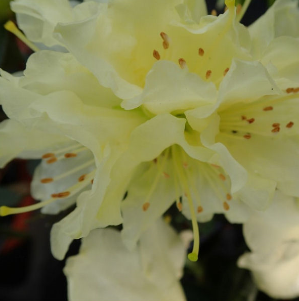 [RHGWOND] Rhododendron 'Golden Wonder'