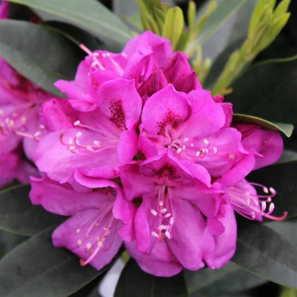 [RHHAKRU] Rhododendron 'Anah Kruschke' (30/40cm, pot 5L)