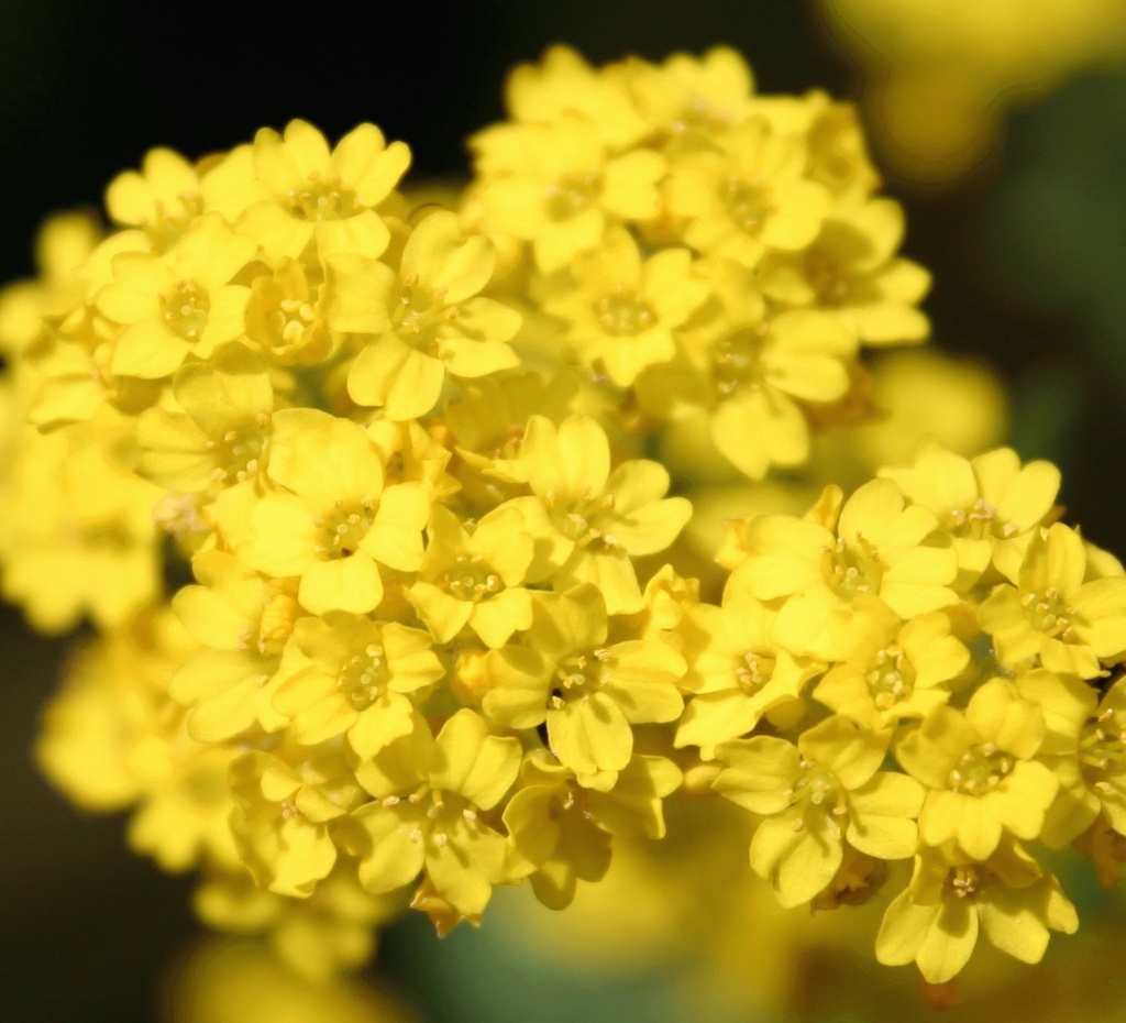 [ALSAXAT] Alyssum saxatile (pot   9cm)