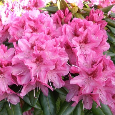 [RHHCOSM] Rhododendron hybr. 'Cosmopolitan' (breedte, 70/+cm, pot  15L)