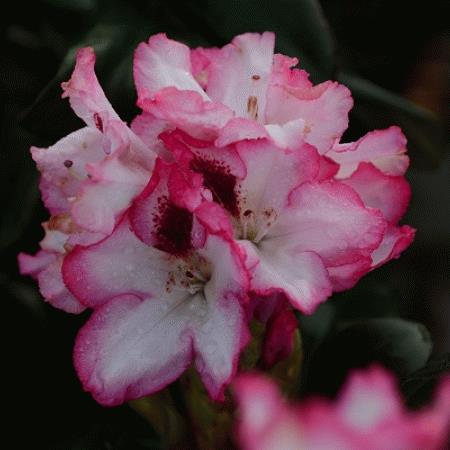 [RHHCHAR] Rhododendron 'Hachmann's Charmant'®