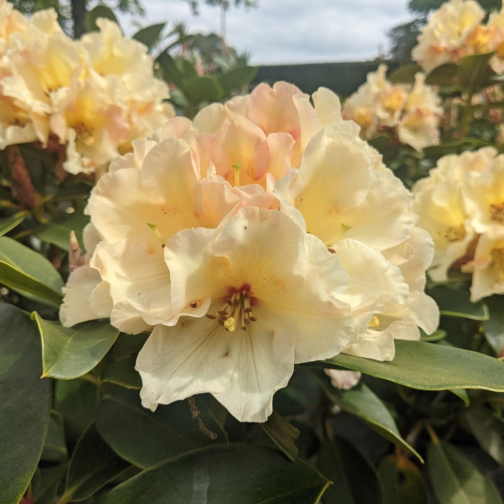 [RHHMONA] Rhododendron 'Horizon Monarch' (breedte, 80/+cm, pot  15L)