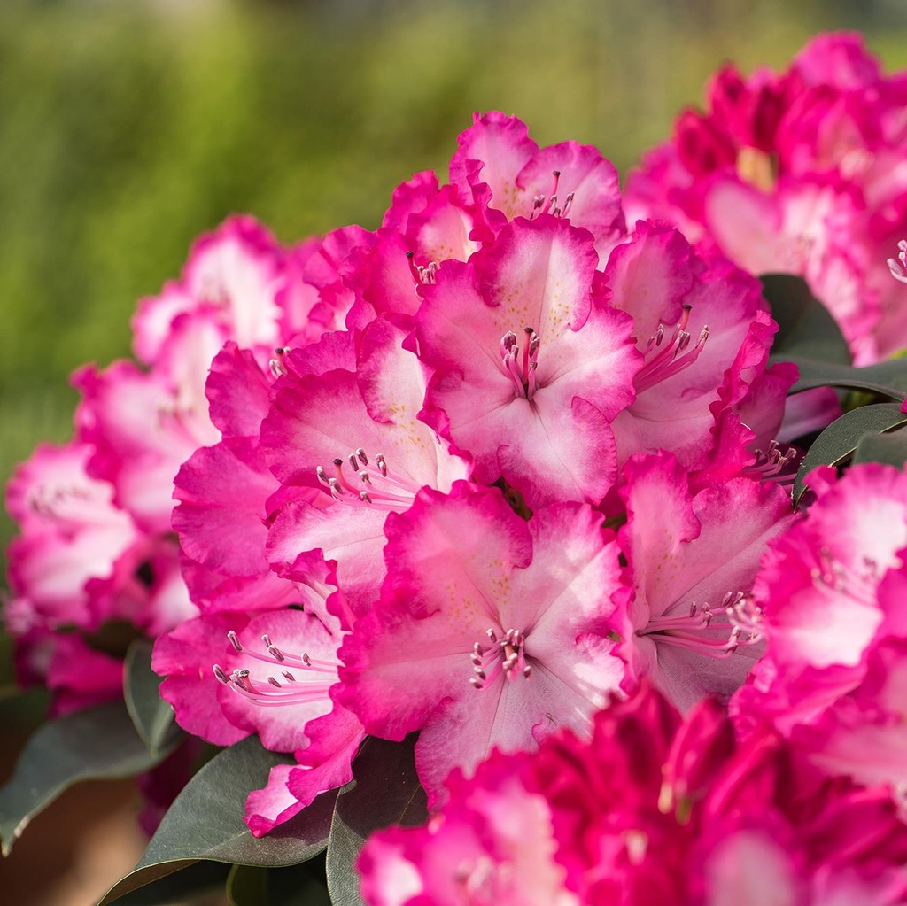 [RHHORIG] Rhododendron Hortinno® XXL (60/80cm, pot  15L)