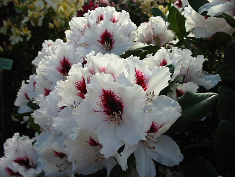 [RHHPICO] Rhododendron 'Hachmann's Picobello'®