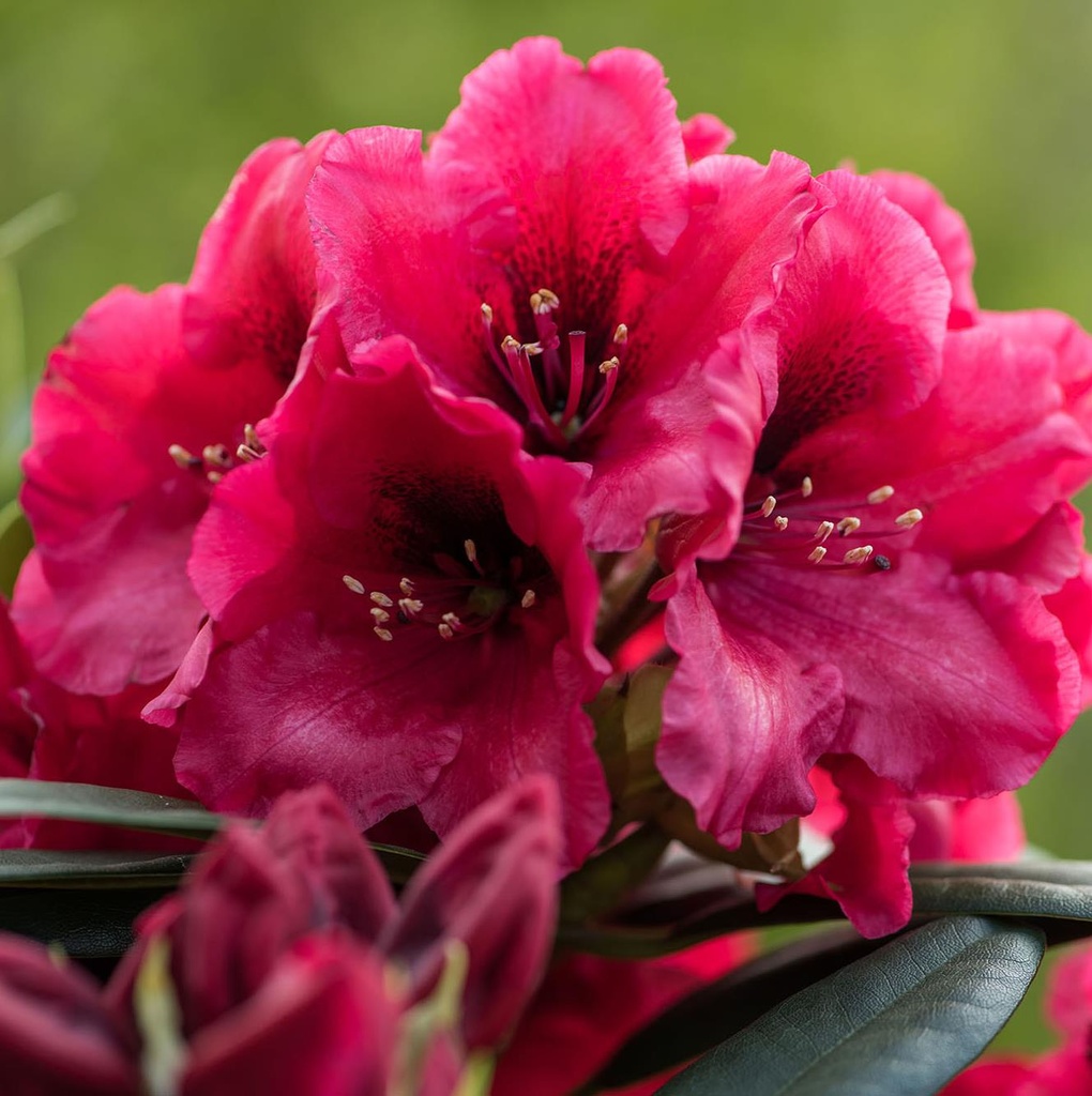 [RHHRDEV] Rhododendron Hortinno® XXL 'Red Devil'