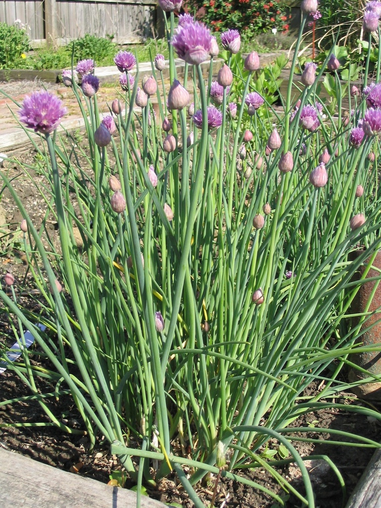 [ALSCHOE] BIESLOOK Allium schoenoprasum (pot   9cm)