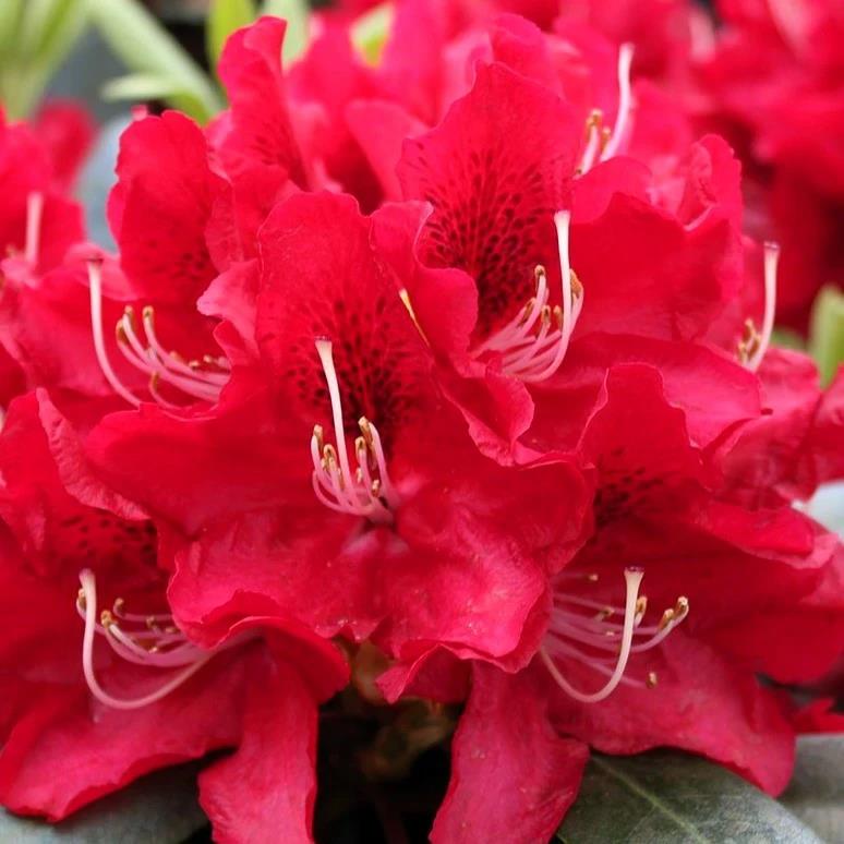 [RHKNAUE] Rhododendron 'Karl Naue'