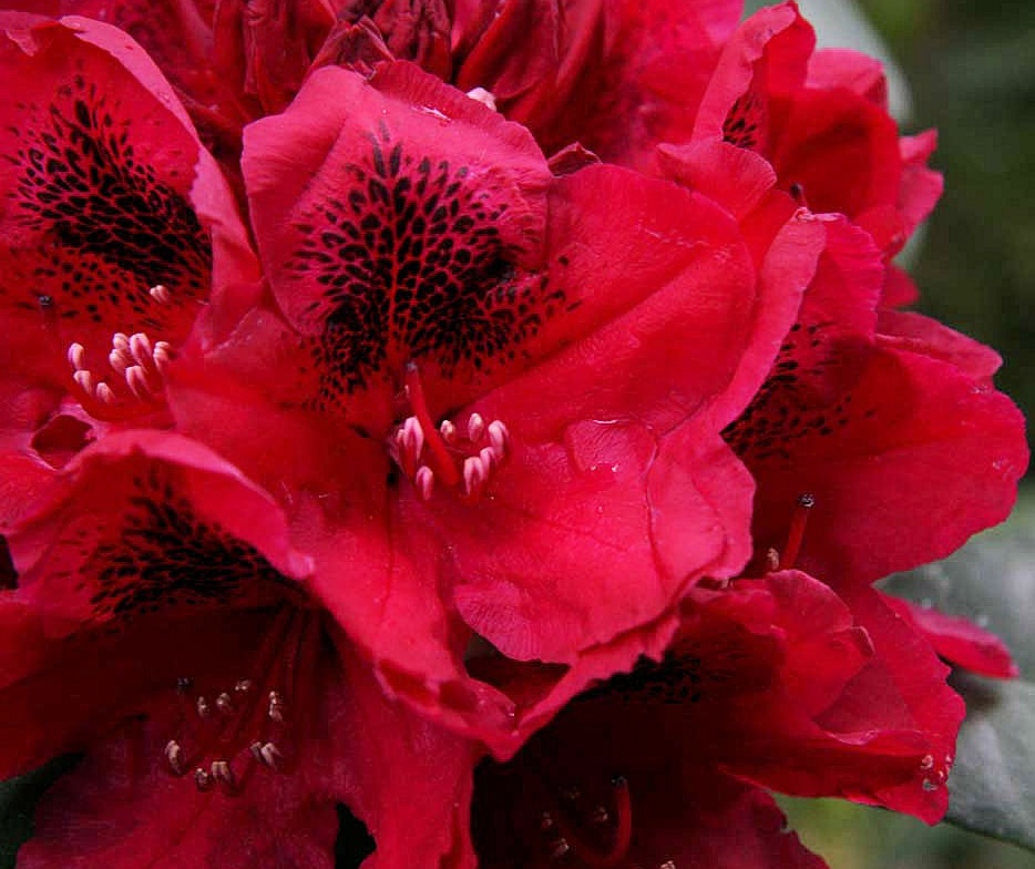 [RHLROBE] Rhododendron 'Lord Roberts' (—, pot 5l 40/50cm)