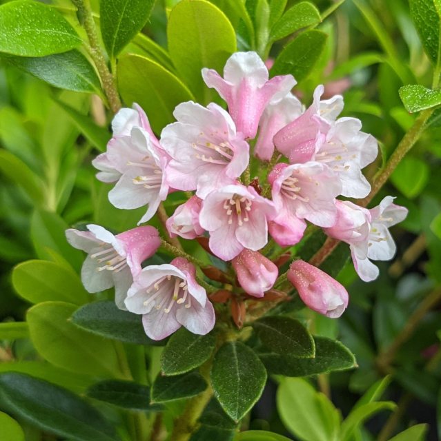 [RHMBLOO] Rhododendron 'Bloombux'® lichtroze (—, pot 2l 20/25cm)