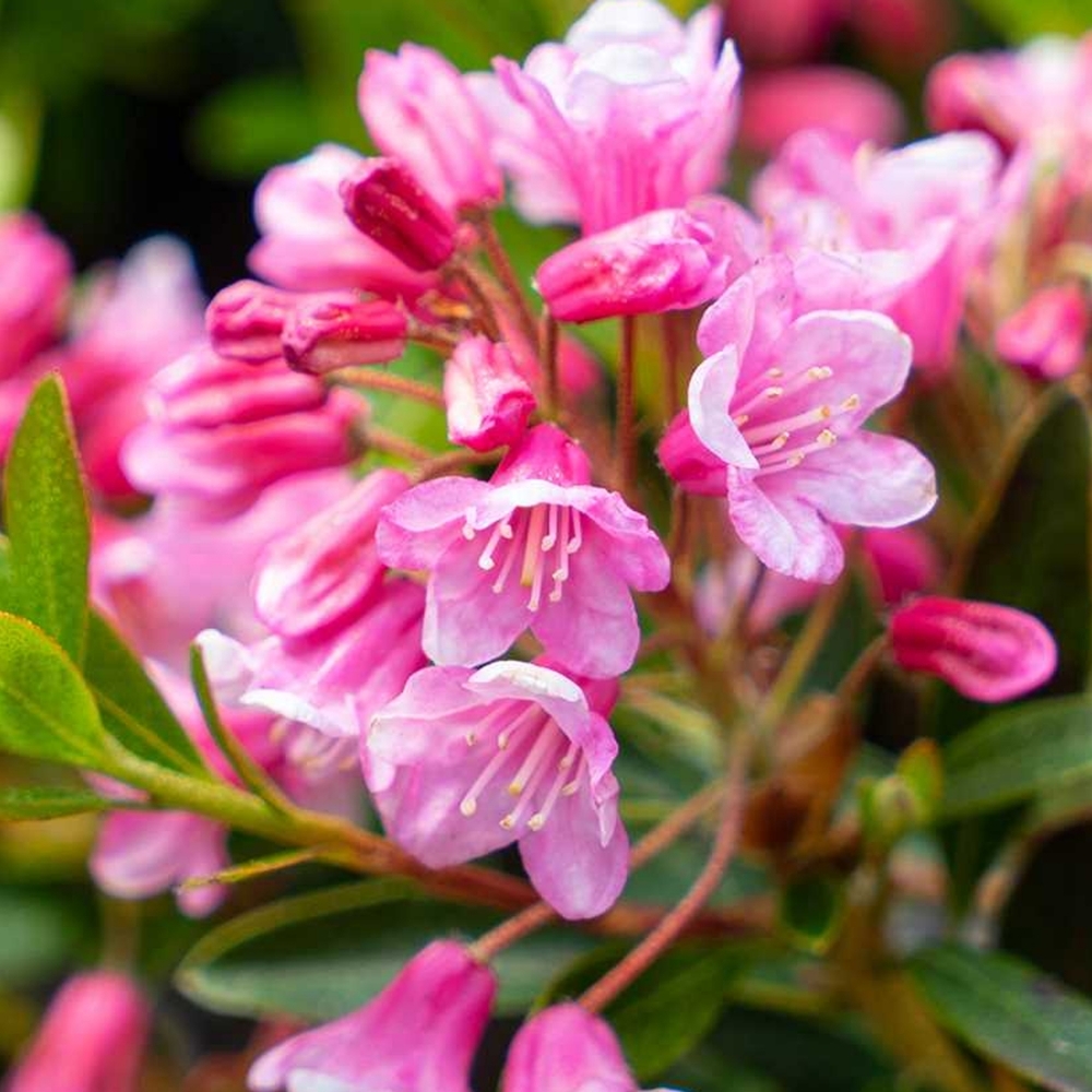 [RHMBMAG] Rhododendron 'Bloombux'® magenta (—, pot 2l 20/25cm)