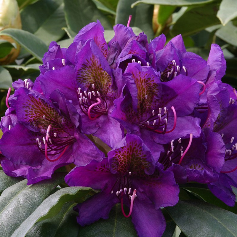 [RHMMENA] Rhododendron 'Marcel Menard' (—, —, pot 5l 40/50cm)