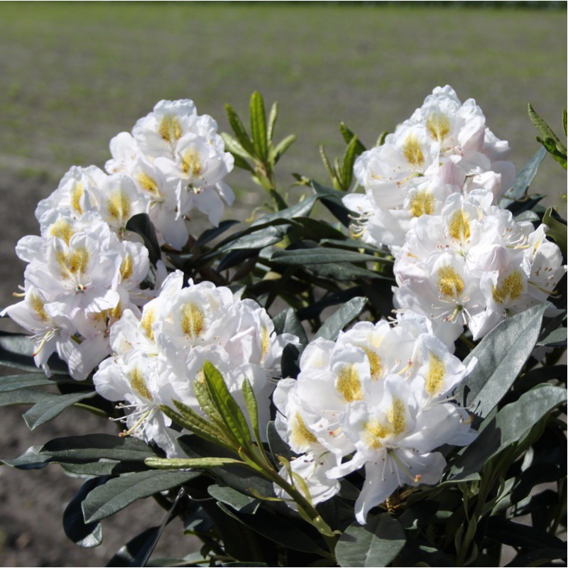 [RHMMASS] Rhododendron 'Madame Masson' (—, 40/50cm, pot 5L)