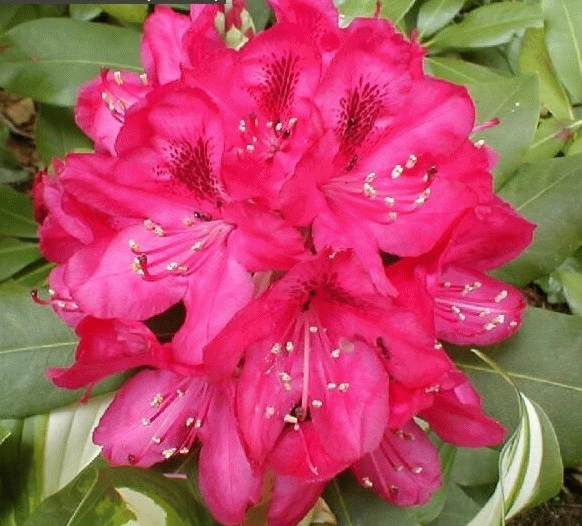 [RHNZEMB] Rhododendron 'Nova Zembla' (—, 40/60cm, pot 5L)