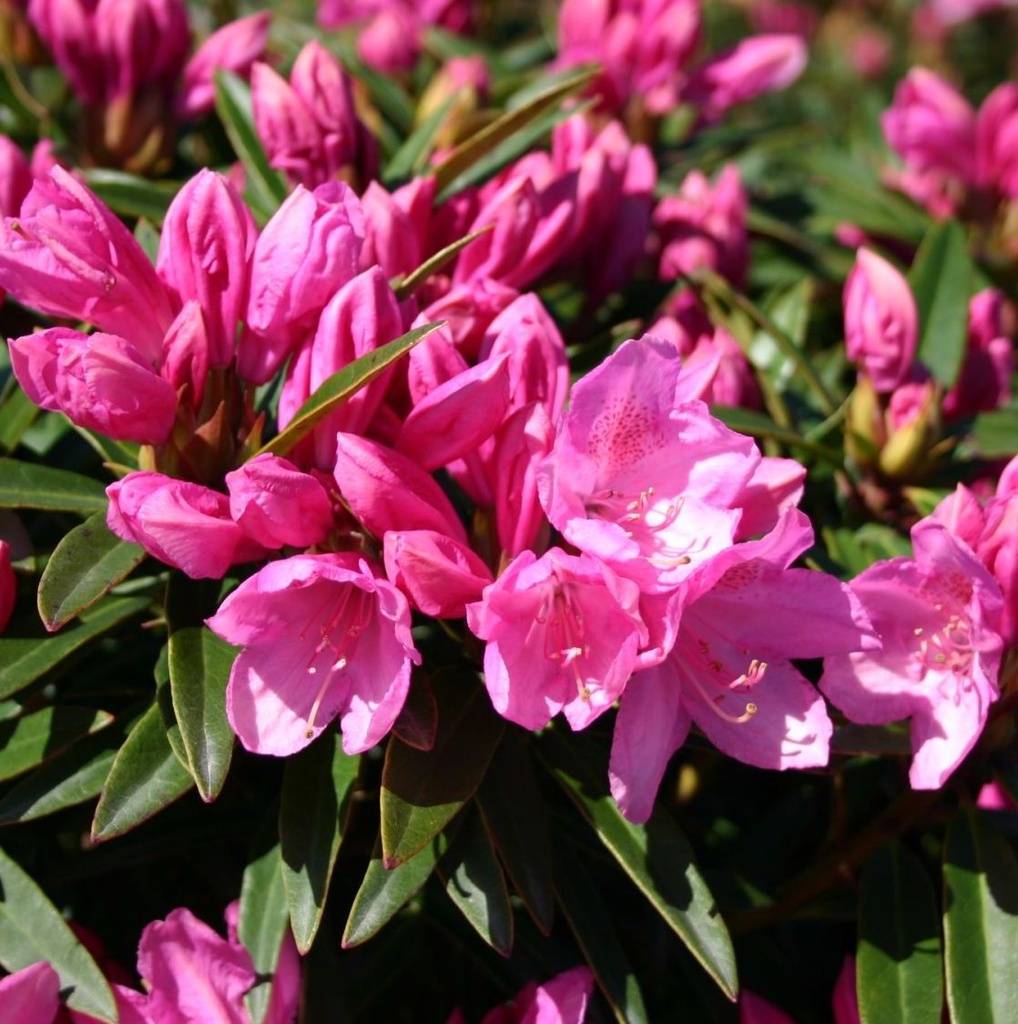 [RHPGRAZ] Rhododendron pont. 'Graziella' (—, pot   5L)