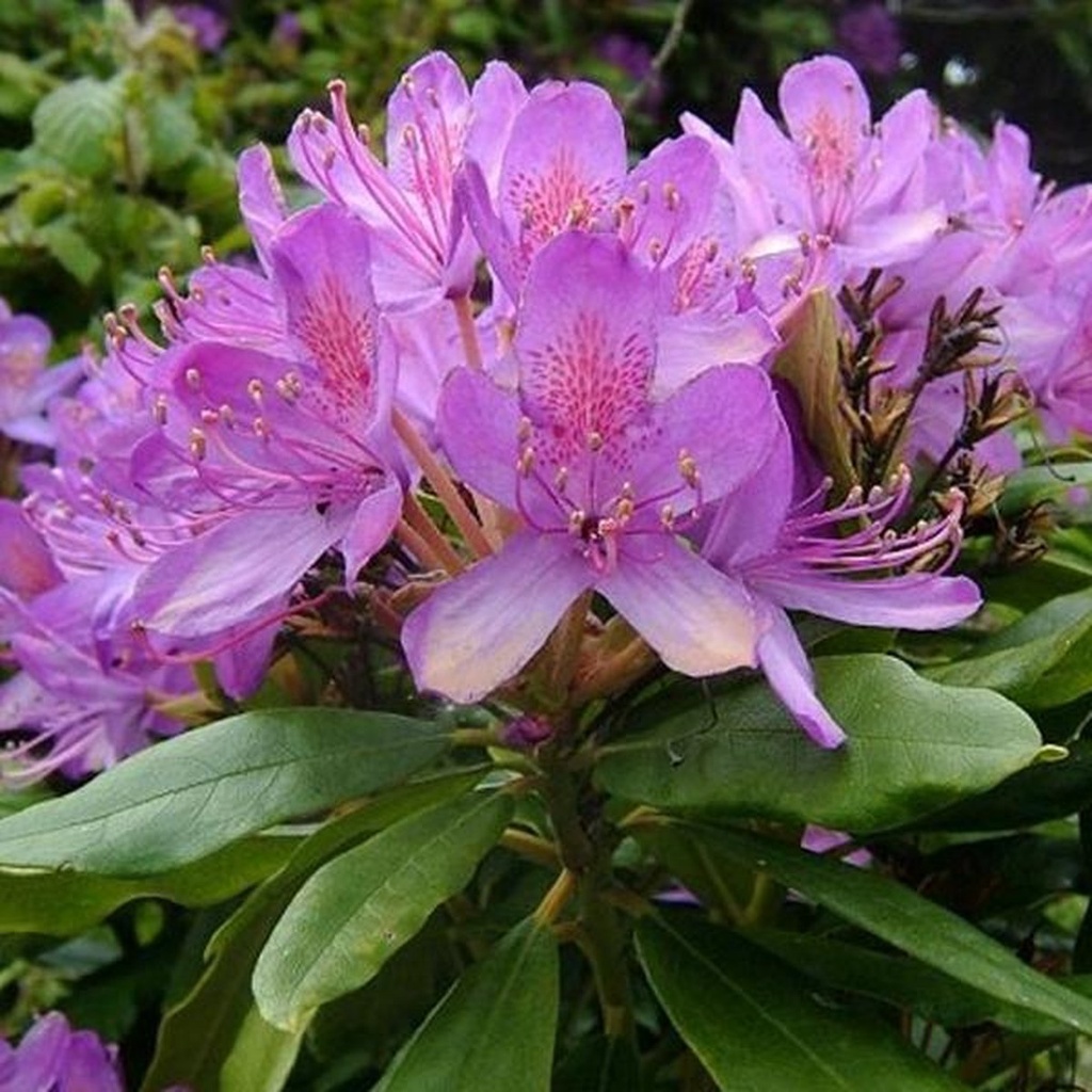 [RHPONTI] Rhododendron ponticum (—, 80/100cm, pot 40L)