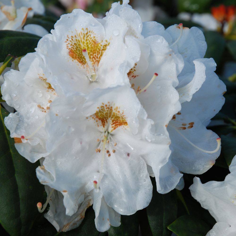 [RHPORZE] Rhododendron (Y) 'Porzellan' (30/40cm, pot 5L)