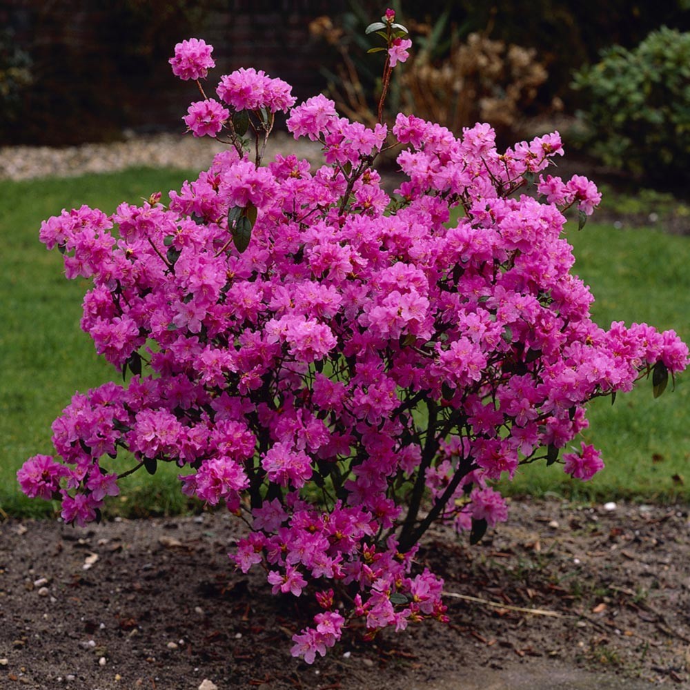 [RHPRAEC] Rhododendron 'Praecox' (30/40cm, pot 5L)