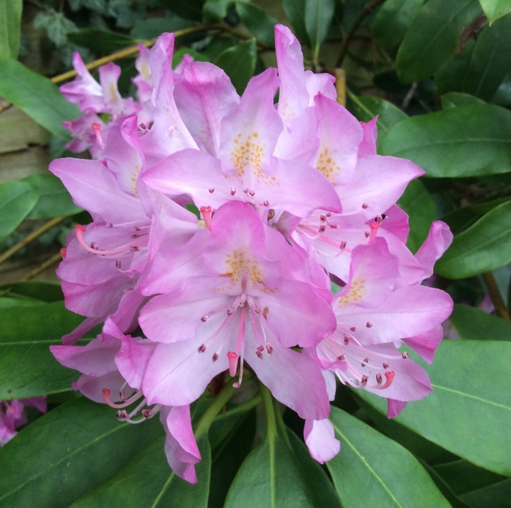 [RHPROSE] Rhododendron pont. 'Roseum' (—, 30/40cm, pot 5L)