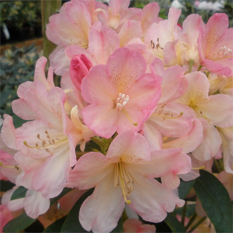 [RHPWISE] Rhododendron (Y) 'Percy Wiseman' (GD) (30/40cm, pot 5L)