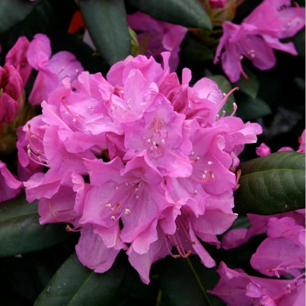 [RHRELEG] Rhododendron 'Roseum Elegans' (30/40cm, pot 5L)