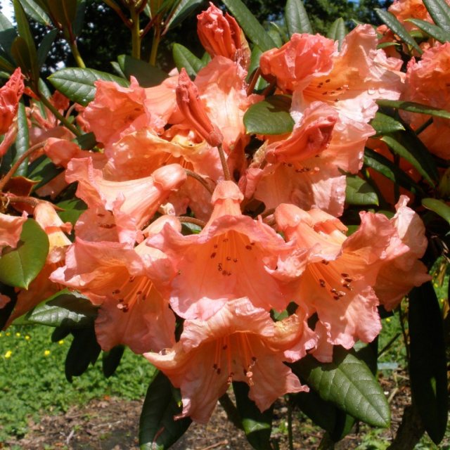 [RHTORAN] Rhododendron 'Tortoiseshell Orange' (—, pot 5l 40/50cm)