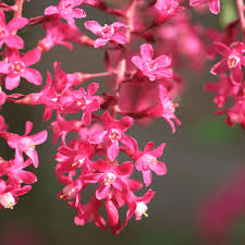 Ribes sang. 'Amore'