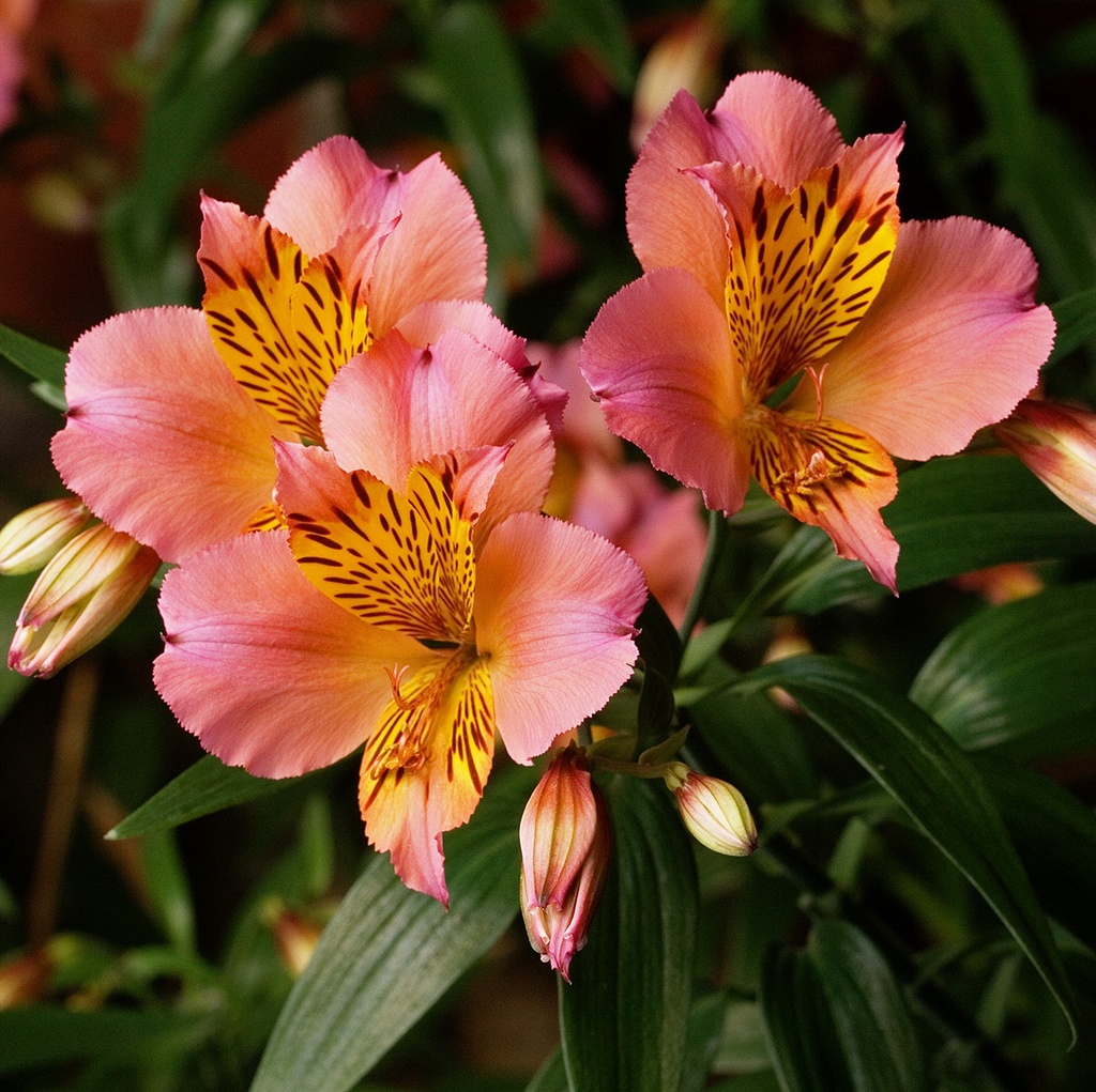 [ALSTROE] Alstroemeria (pot   5L)