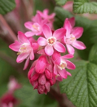 [RISEDWA] GROSEILLER À FLEURS (—, —, pot 2L extra)
