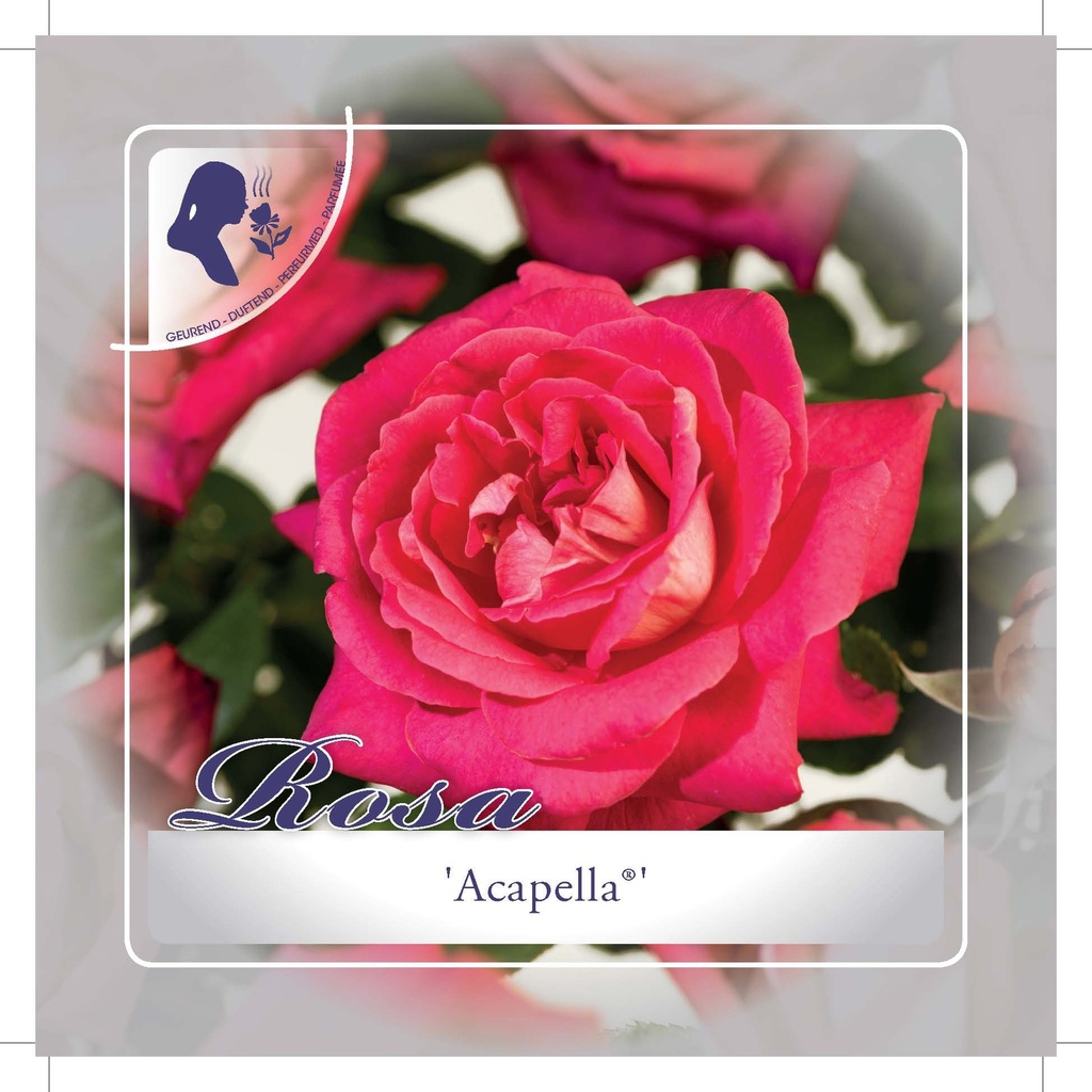 [ROACAPE] 'ACAPELLA'® ROSIER BUISSON (pot 3L)