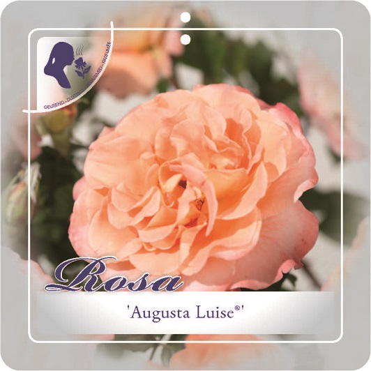 [ROALUIS] 'AUGUSTA LUISE'® ROSIER BUISSON À GRANDES FLEURS (pot 3L)