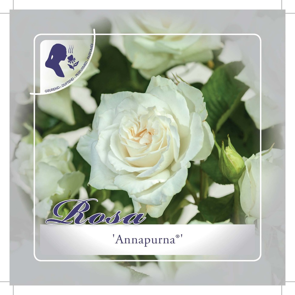 [ROANNAP] 'ANNAPURNA'® ROSIER BUISSON À GRANDES FLEURS (pot 3L)