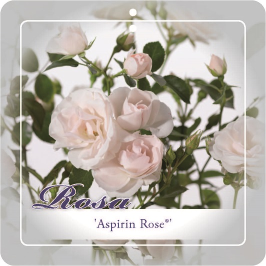 [ROAROSE] 'ASPIRIN' ROSIER BUISSON À FLEURS GROUPÈES