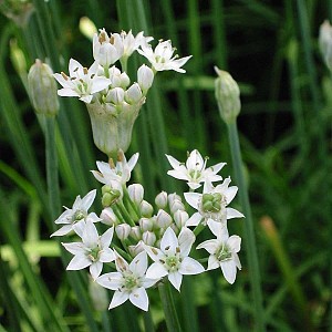 [ALTUBER] BIESLOOK CHINESE Allium tuberosum (pot13)